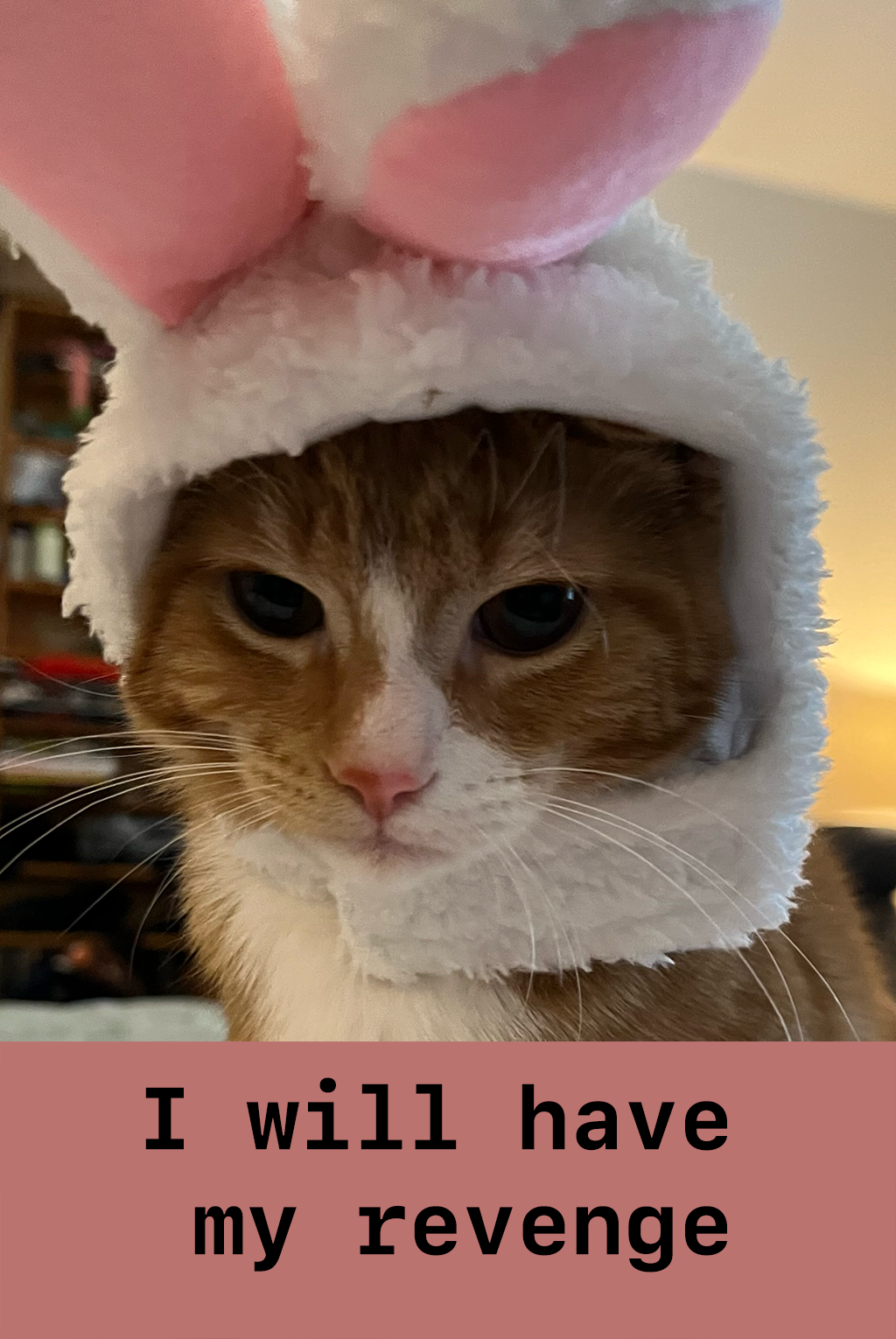 A cat named Robyn, who is orange and very silly, wearing a bunny hat with a look of pure hatred on his face. The caption reads, 'I will have my revenge'